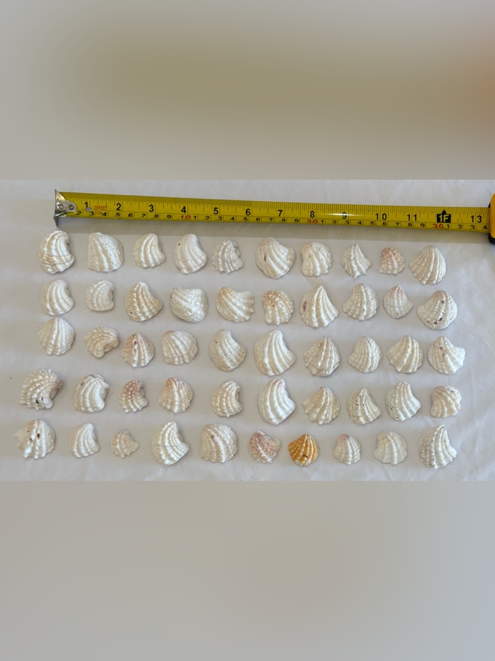50 SANIBEL ISLAND, FLORIDA SPINY JEWELRYBOX / JEWELRY BOX SHELL  SHELLS LOT 50